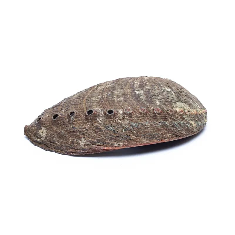 Kecses gyöngyházfényű kagyló gyógynövényes kötegek füstöléséhez az indián tradíció alapján.